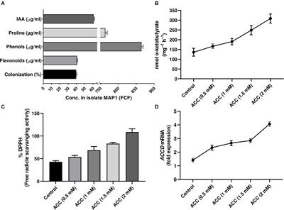 Molecular Mechanisms of the 1-Aminocyclopropane-1-Carboxylic Acid (ACC) Deaminase Producing Trichoderma asperellum MAP1 in Enhancing Wheat Tolerance to Waterlogging Stress